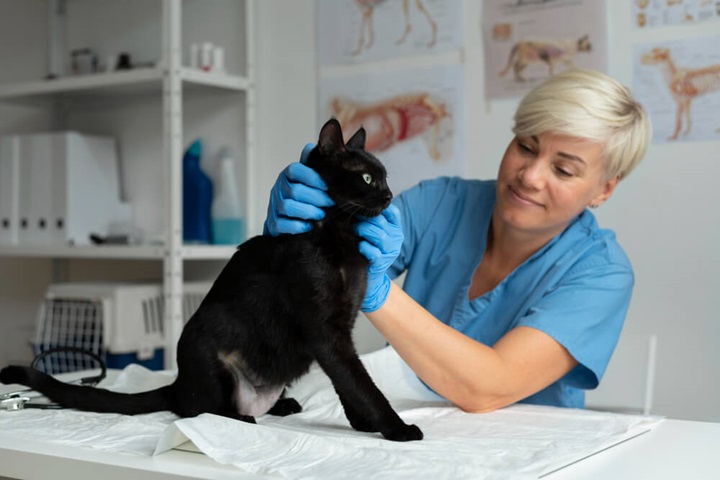 how to become a veterinary nurse duties