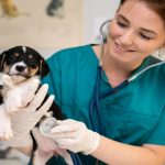 how to become a veterinary nurse