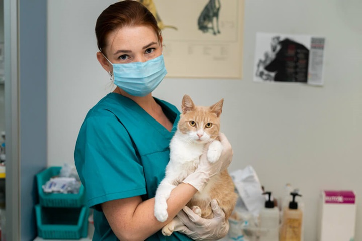 how to become a veterinary nurse options available